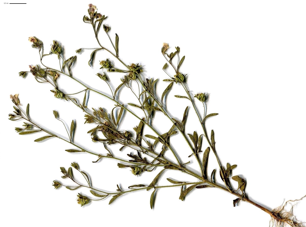 Chaenorrhinum minus subsp. minus (Plantaginaceae)